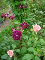 2013 06 21 001 260