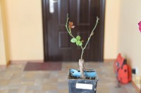 IMG 0673