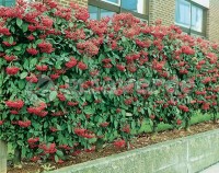 Cotoneaster lacteus