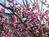 DSCN5044   копия