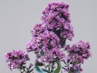 Natural Feelings 1