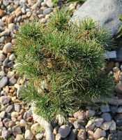 Pinus peuce  Arnold Dwarf