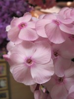 Екатерина Максимова  сеянец