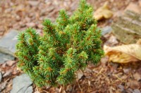 Picea abies Zadusi 2011 год