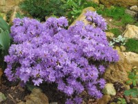 impeditum  Luisella 4