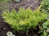uniperus horizontalis ‘Lime Glow’