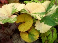 Ligularia Osiris Cameleon