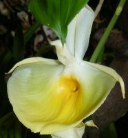 oro verde2