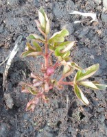 Изображение 001