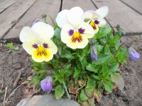 Изображение 054