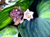 Hosta 20Flowers