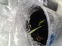 IMG 7575  2