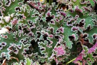 Heuchera Sashay2