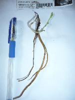 Клематис Jerzy Popieluszko