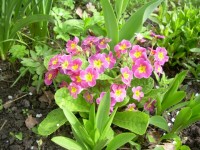 примула малиновая