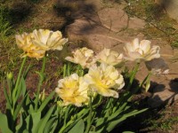 Акебоно Charming Lady 10