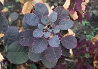 Cotinus coggygria Royal Purple 3