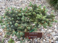 hillside pisea pungens