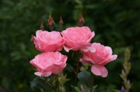 DSC03690