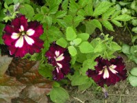 Арлекин Бургунди