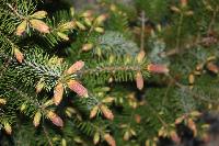 IMG 4729