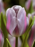 Tulipa MISTRESS MYSTIC