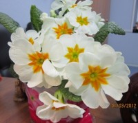 примула1