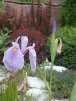 Iris laevigata  Rose Queen