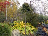 Juniperus horizontalis ‘Mother Lode’   на штамбе