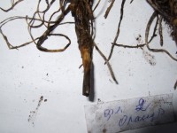 2012 0307 флокс Orange Perfection кончик