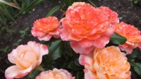 DSCF0242