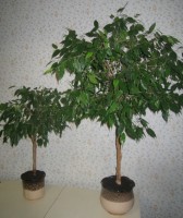 Фикусы Бенджамина