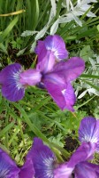 2013 07 04 0272