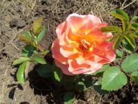 Изображение 056