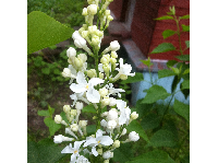 Безымянный