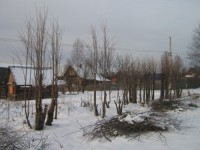 Последний штрих сезона