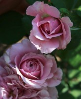 Lavender Ice 5