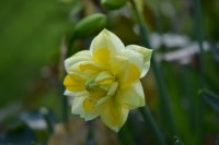 DSC 0031