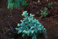 Picea pungens Albospica