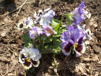 Изображение 003