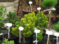 Pinus mugo Schweizer Tourist