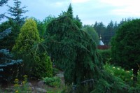 Picea omorika Pendula