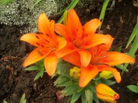 Изображение 010