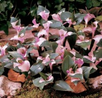TradescantiaBlushingBride