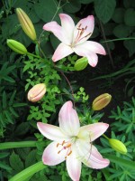 IMG 0262 7