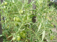 июль 052