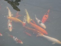 IMG 8916