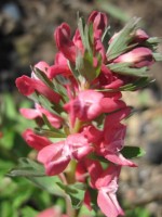 corydalis Solida