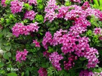 Daphne circassica ps