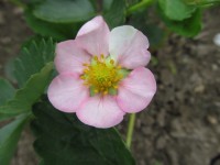 IMG 0082 1